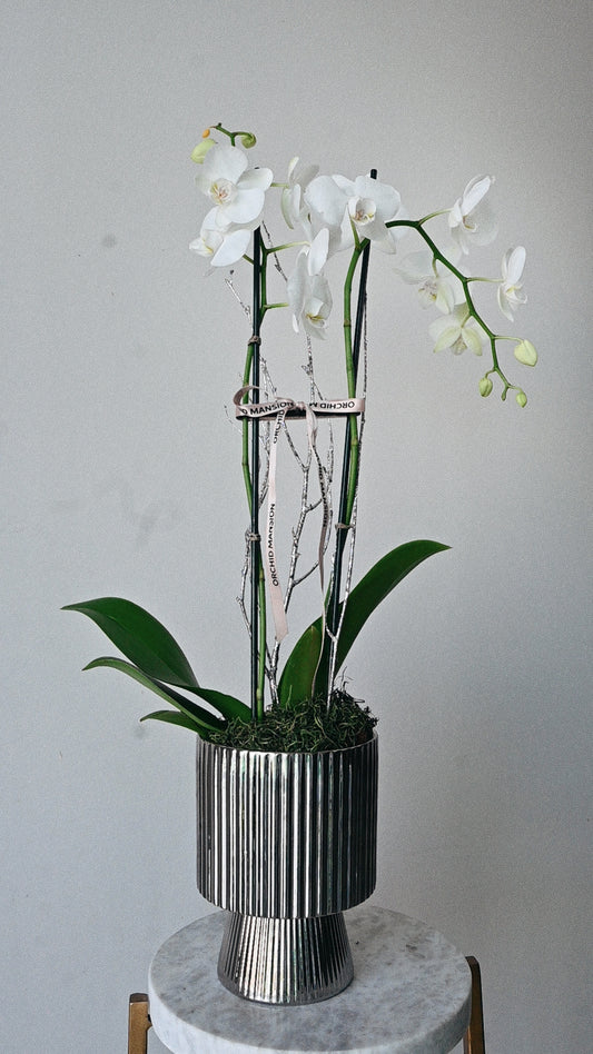 Orchid Silver